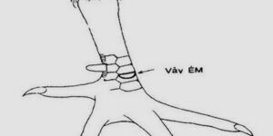 Vay ga xau vay em